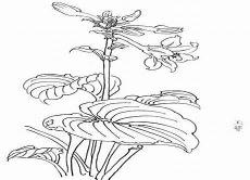 花卉工笔线描基础
