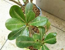 植物叶子白化是什么原因
