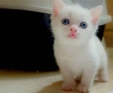 猫猫图片大全可爱