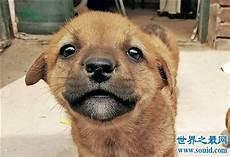 爱笑狗恐怖图片